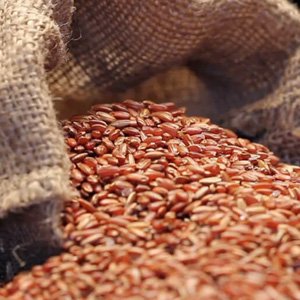 Maapillai Samba Rice